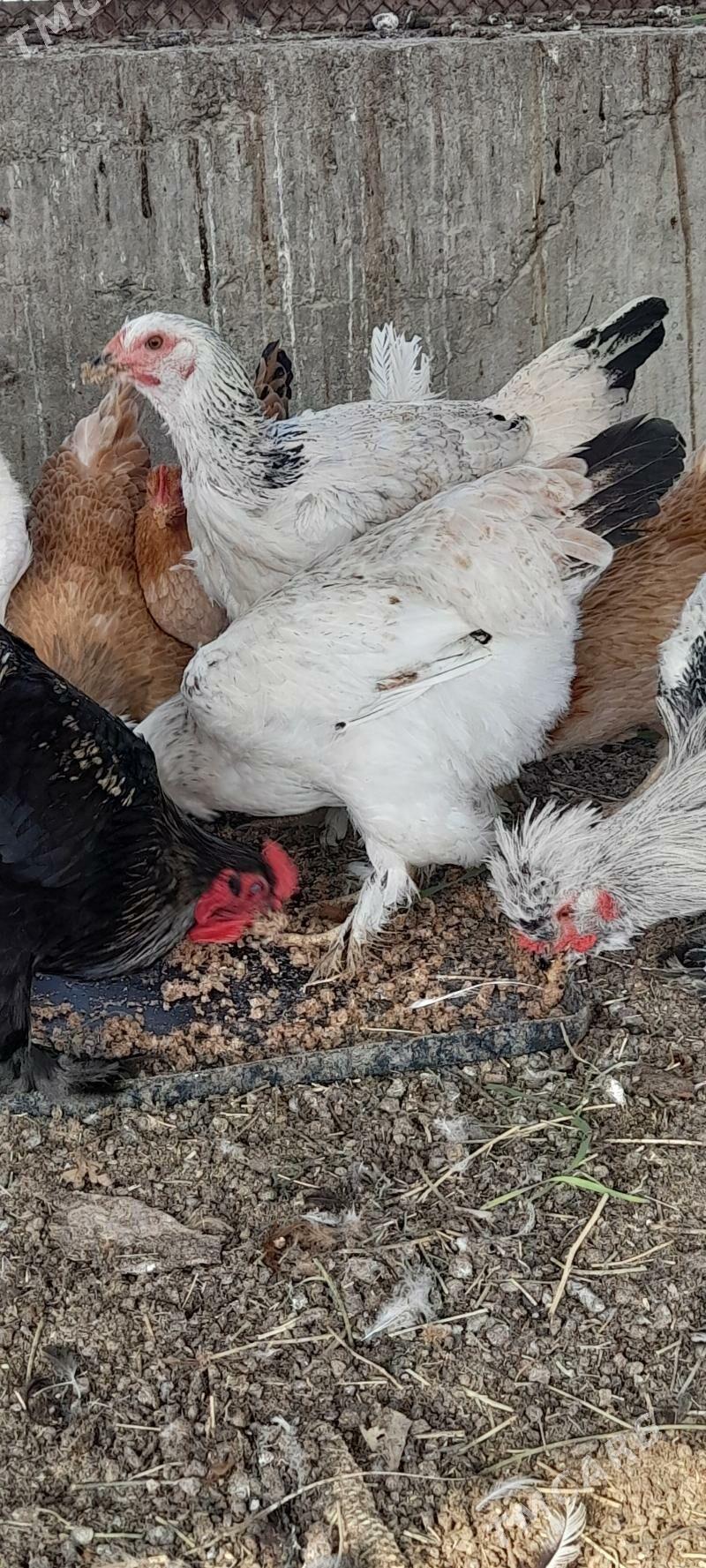 balgar brama horozlar - Бахарден - img 3