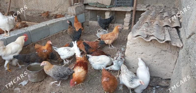 towuk juje - Aşgabat - img 9