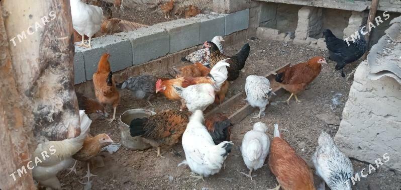 towuk juje - Aşgabat - img 8