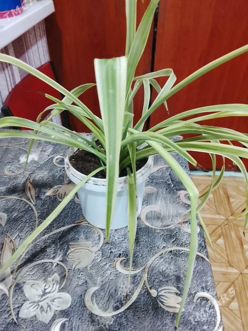 хлорофитум - Balkanabat - img 1