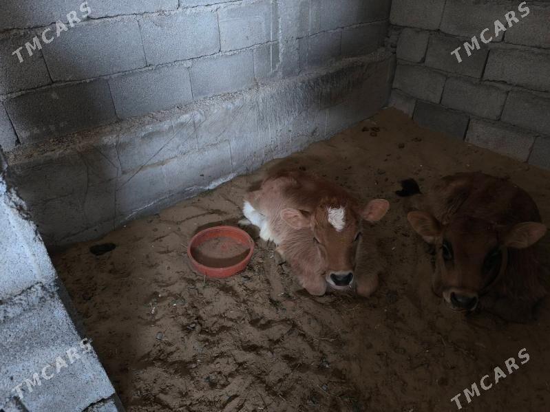 Goleli sygyr - Анев - img 3