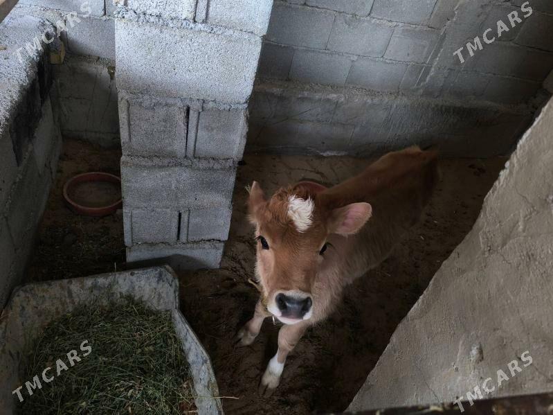 Goleli sygyr - Анев - img 4