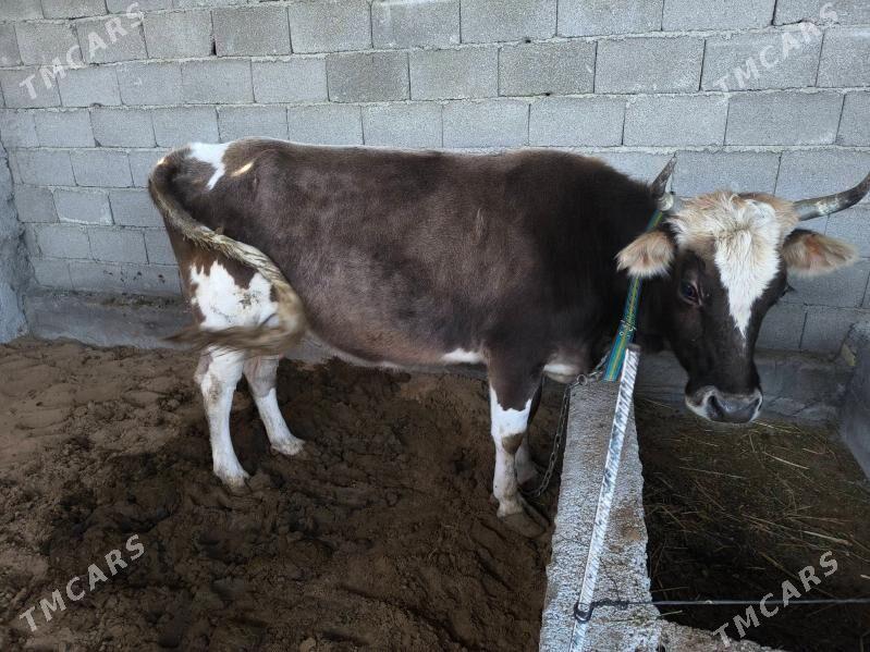 Goleli sygyr - Анев - img 5