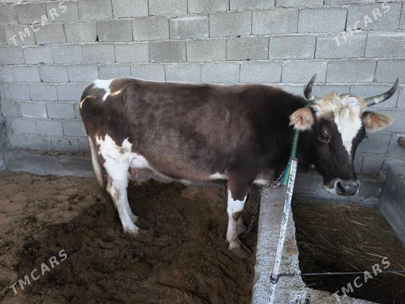 Goleli sygyr - Анев - img 2