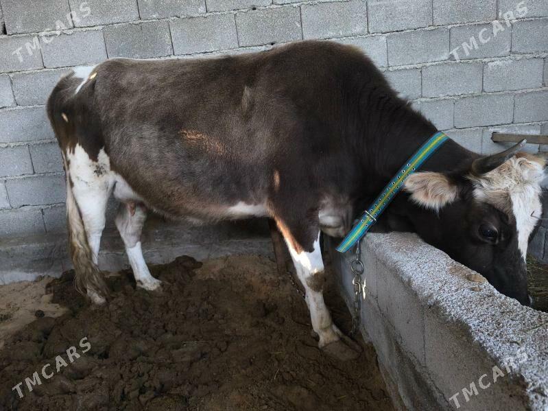 Goleli sygyr - Анев - img 1