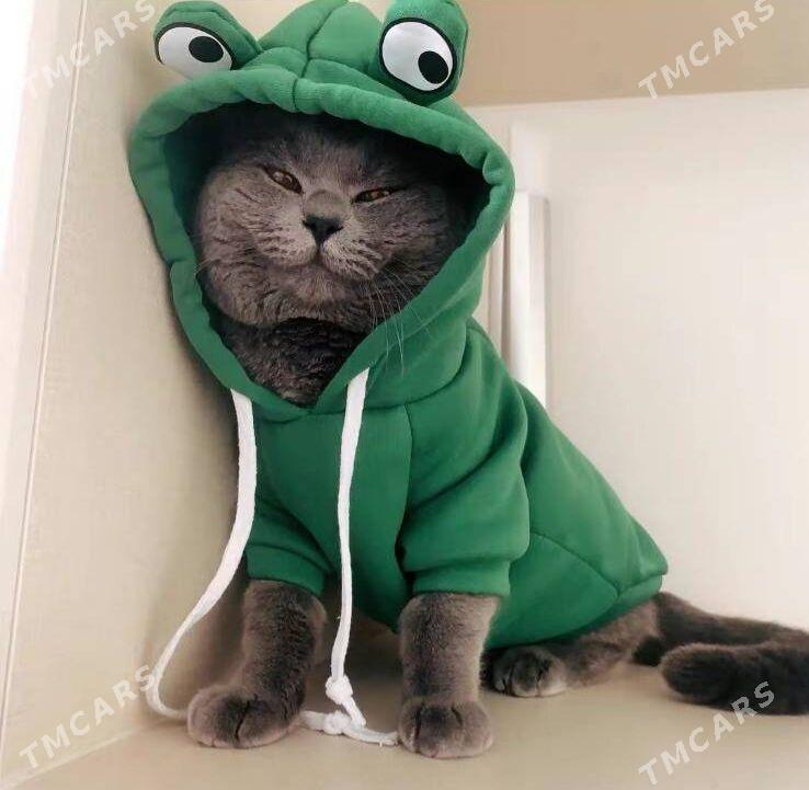 Худи для кошек и собак - Türkmenabat - img 1