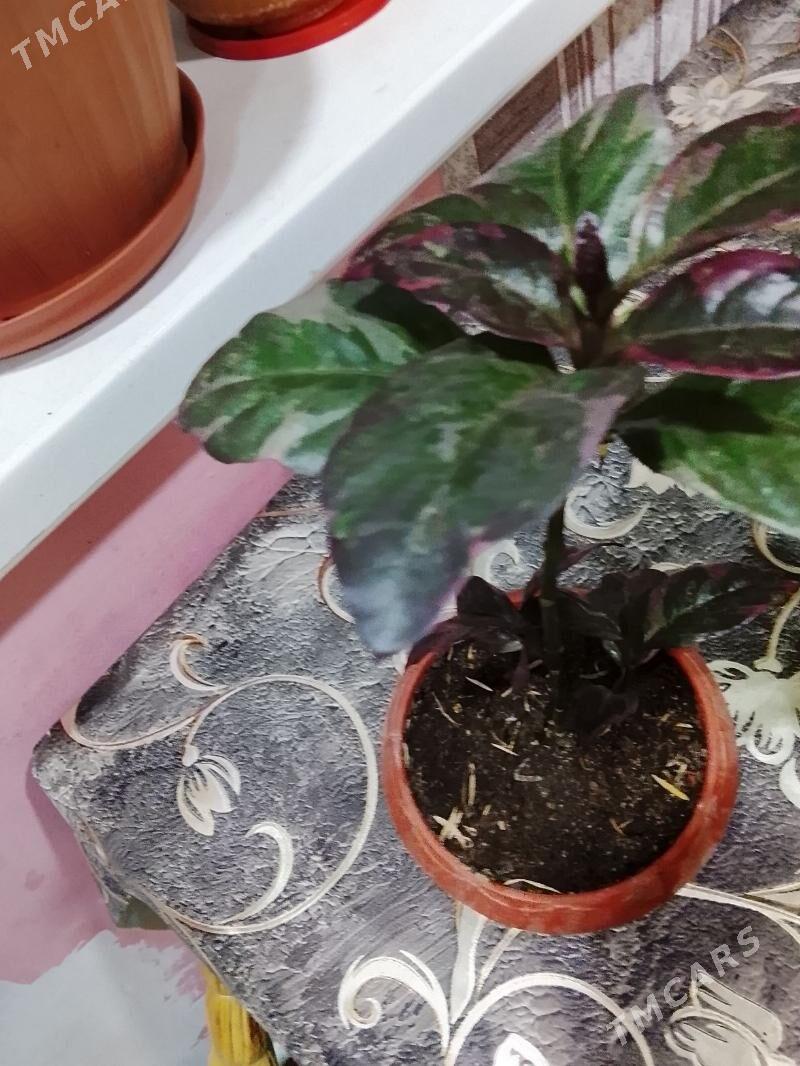 псевдоэрантемум - Balkanabat - img 2