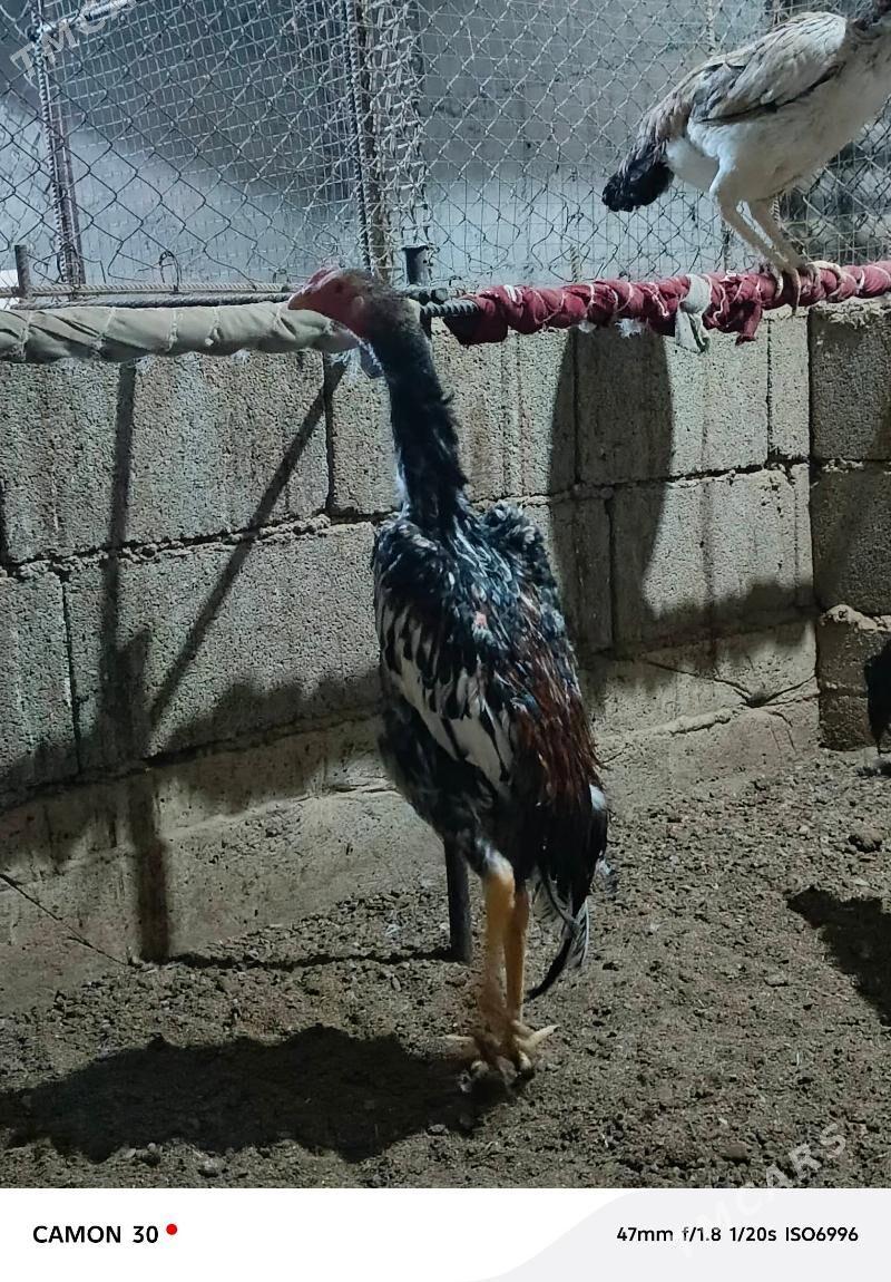 Taşkent Horaz - Gökdepe - img 1