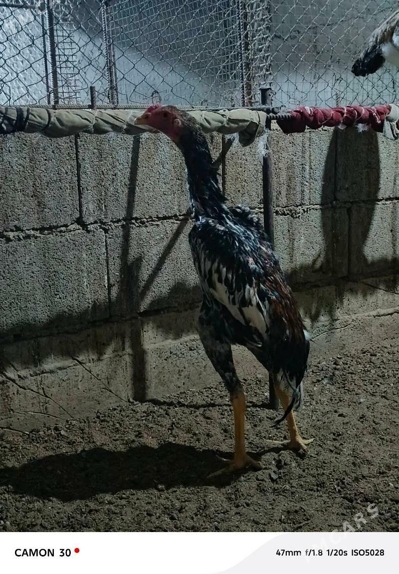 Taşkent Horaz - Gökdepe - img 2