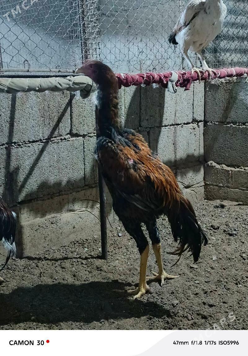 Taşkent Horaz - Gökdepe - img 3