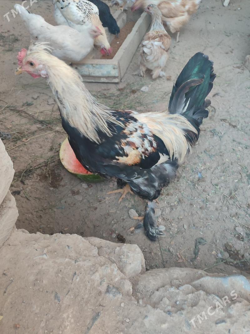 Horaz ŷasajyk - Гызыларбат - img 2