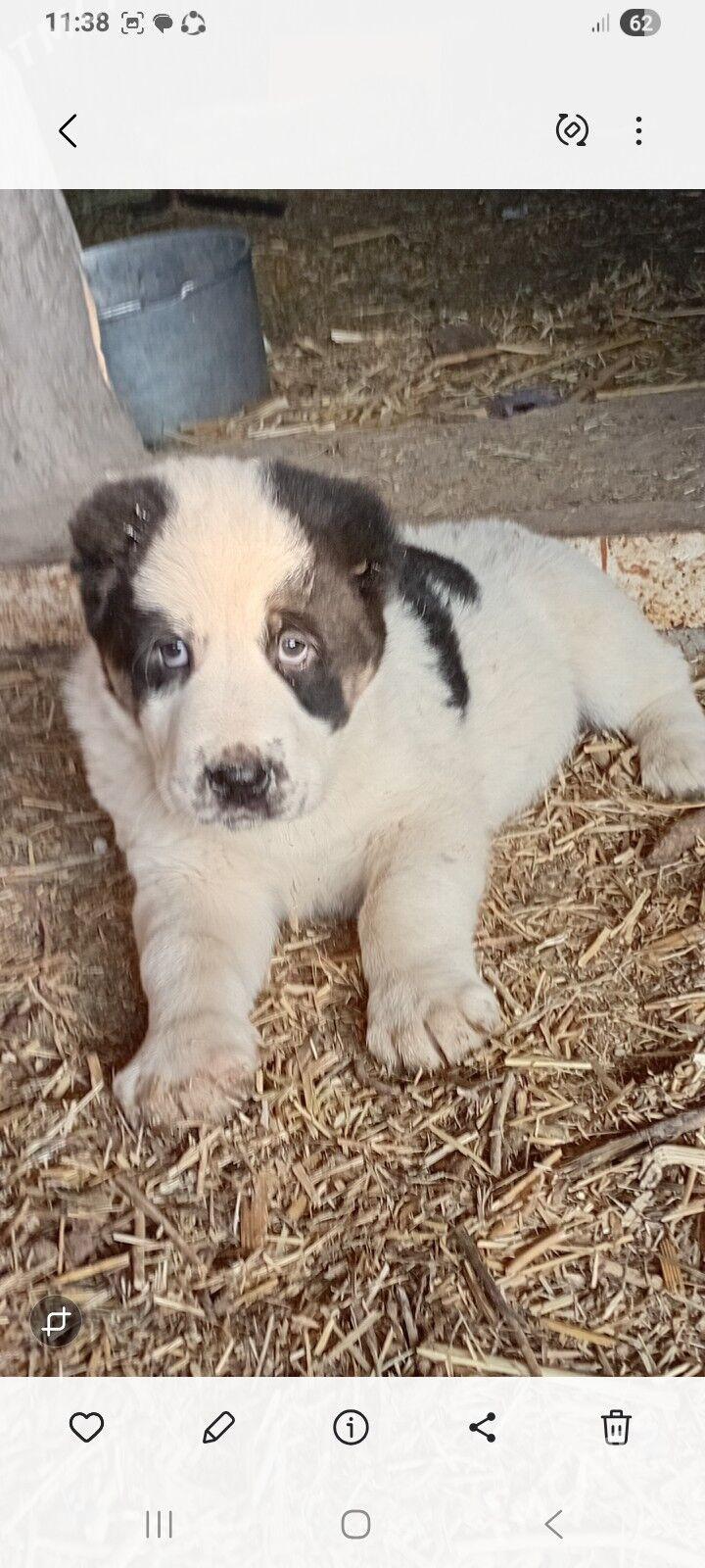 turkmen alabay - Görogly (Tagta) - img 1