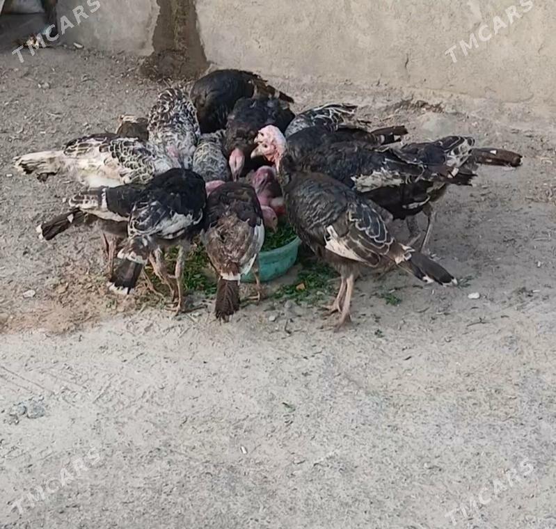 induk - Хитровка - img 1