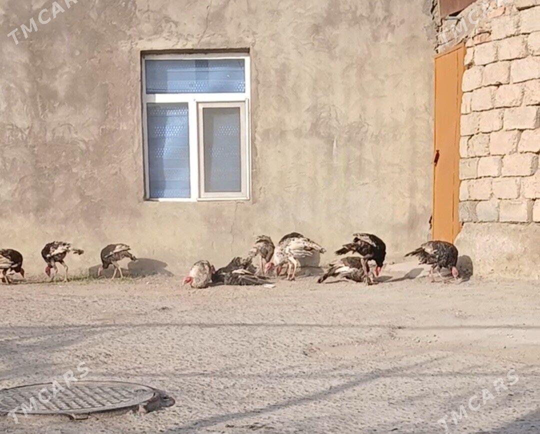 induk - Хитровка - img 2