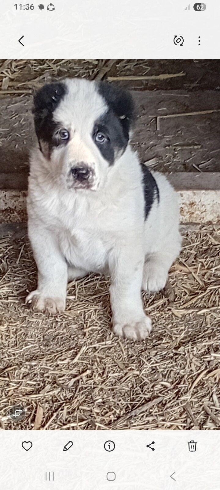 turkmen alabay - Görogly (Tagta) - img 2