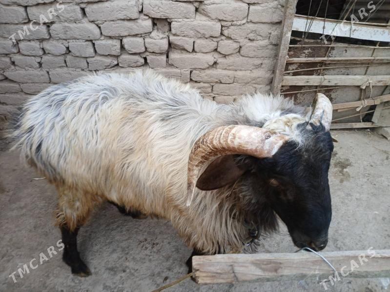 Guzy goç - Daşoguz - img 2