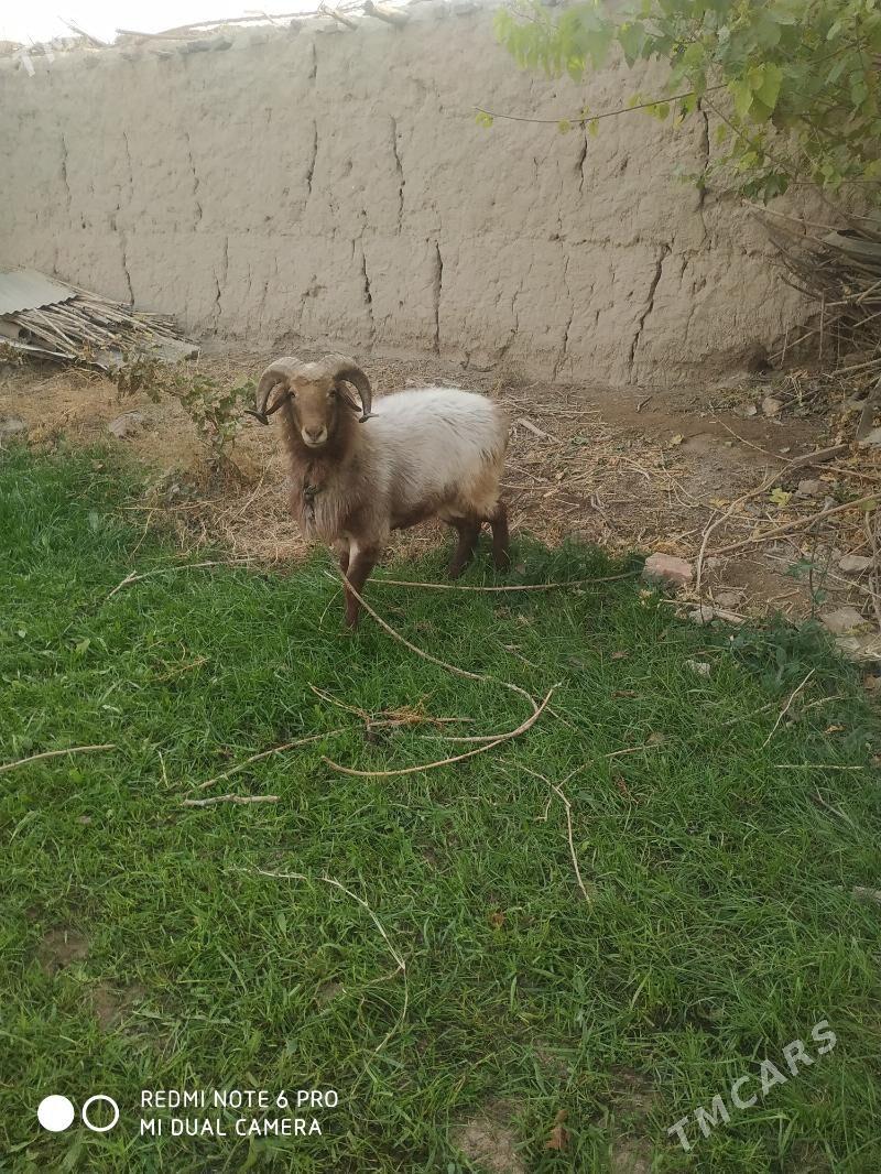 3.диш.козы - Çärjew - img 3