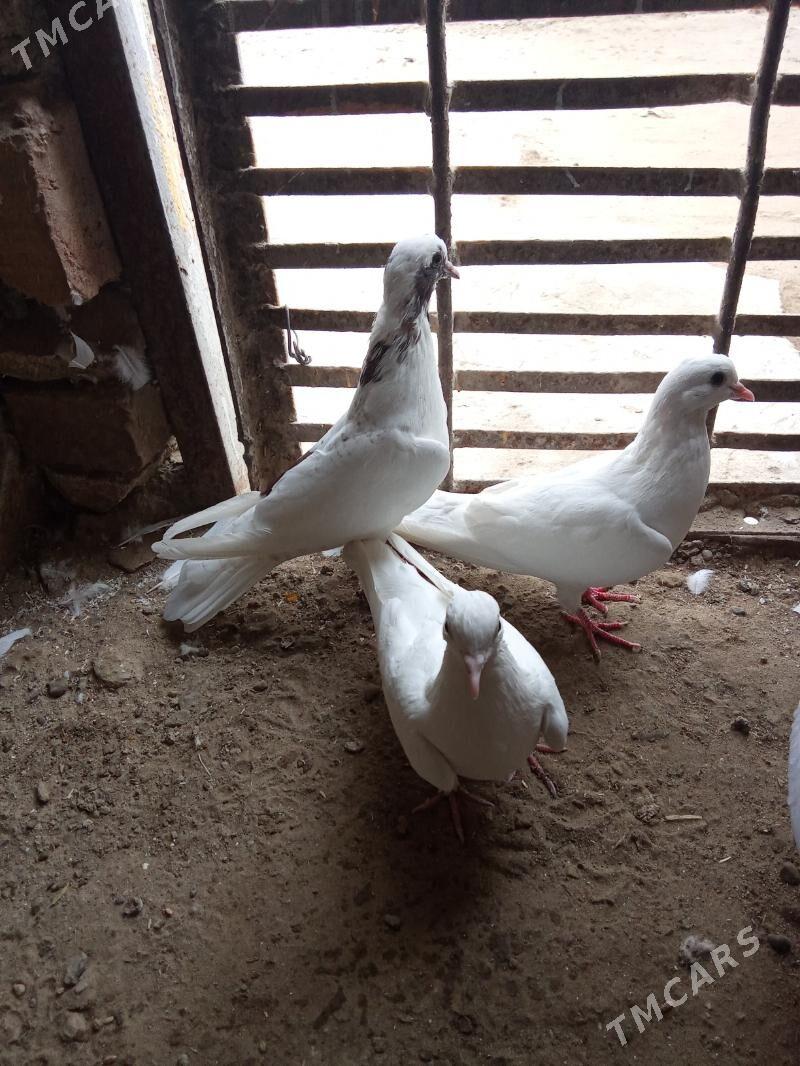 kepderi - Гызыларбат - img 4