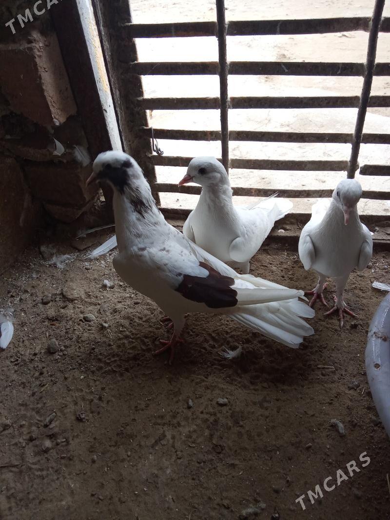 kepderi - Гызыларбат - img 2