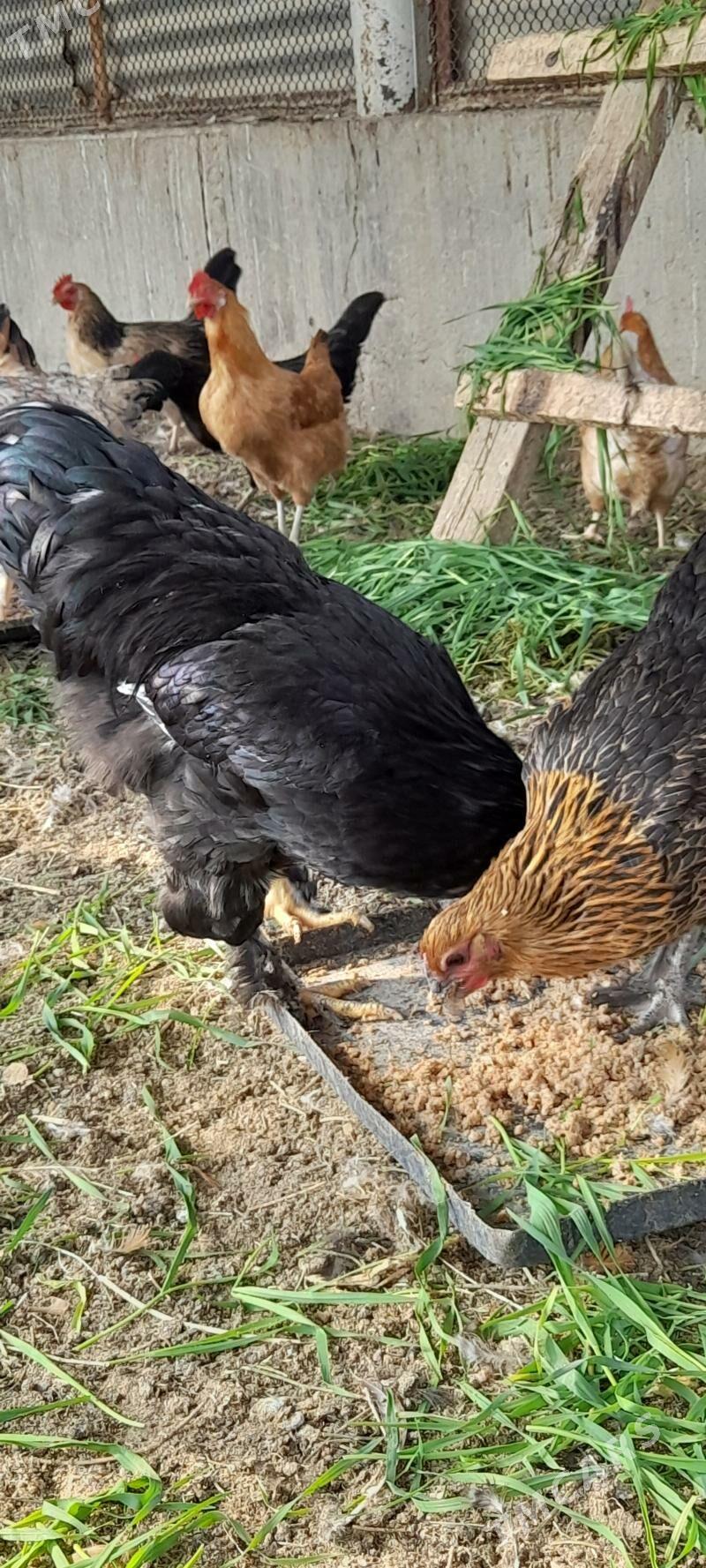 balgar brama horozlar - Бахарден - img 2