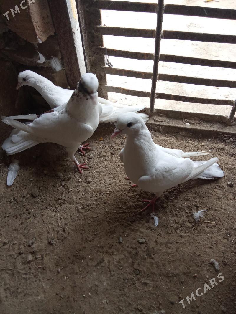 kepderi - Гызыларбат - img 3