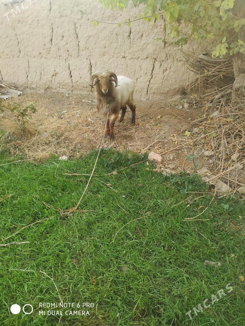 3.диш.козы - Çärjew - img 2