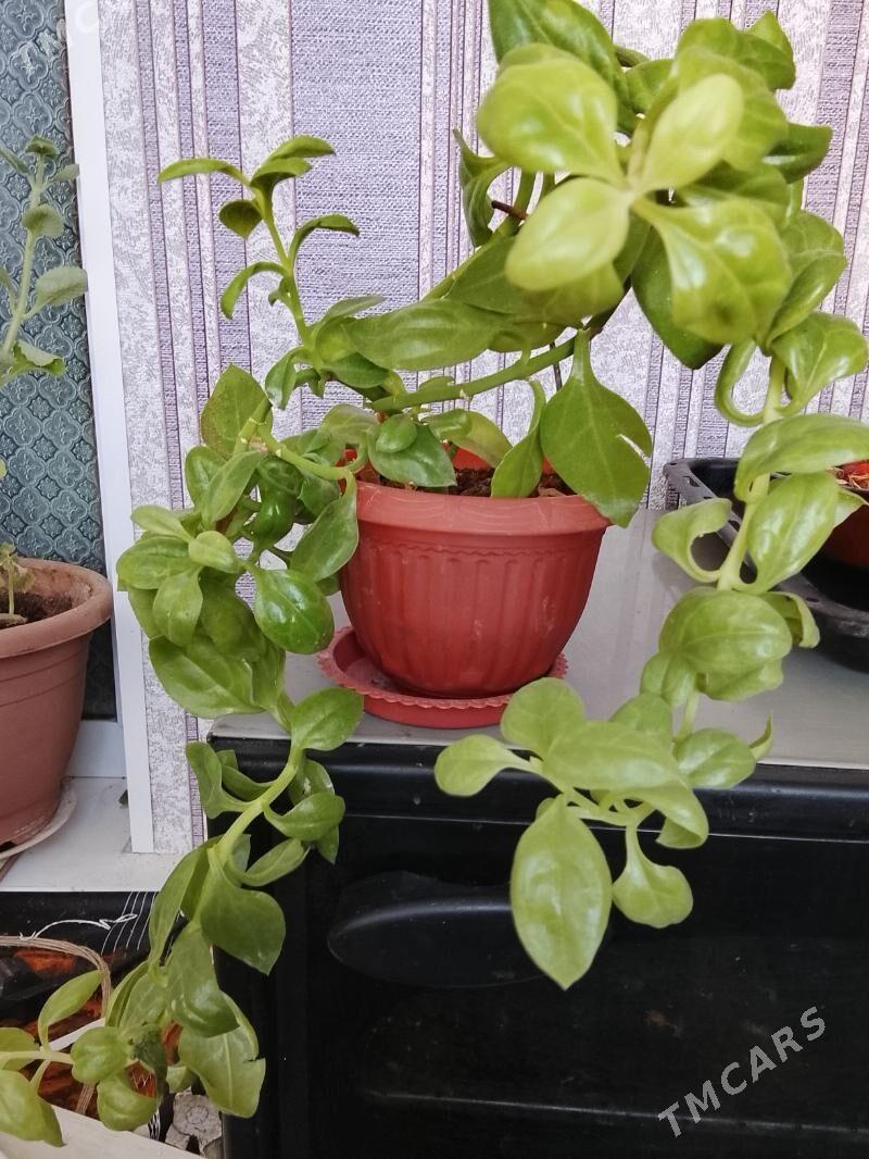 Аптения.. школьный цветок - Балканабат - img 2