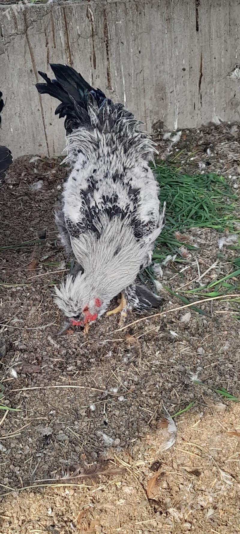 balgar brama horozlar - Бахарден - img 1