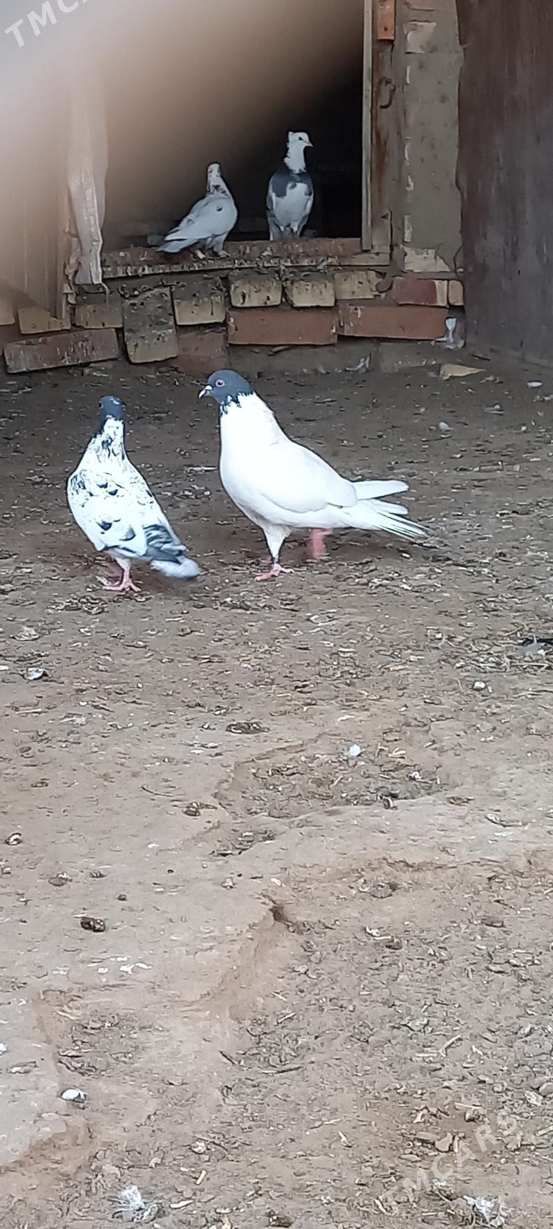 kepderi - Мары - img 4