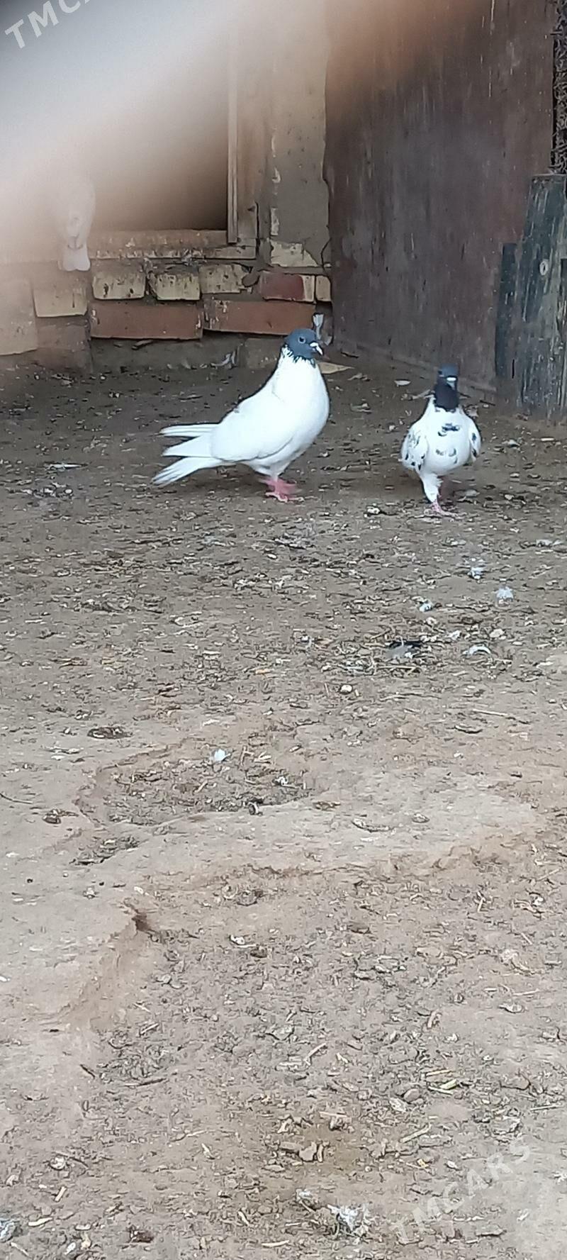 kepderi - Мары - img 7