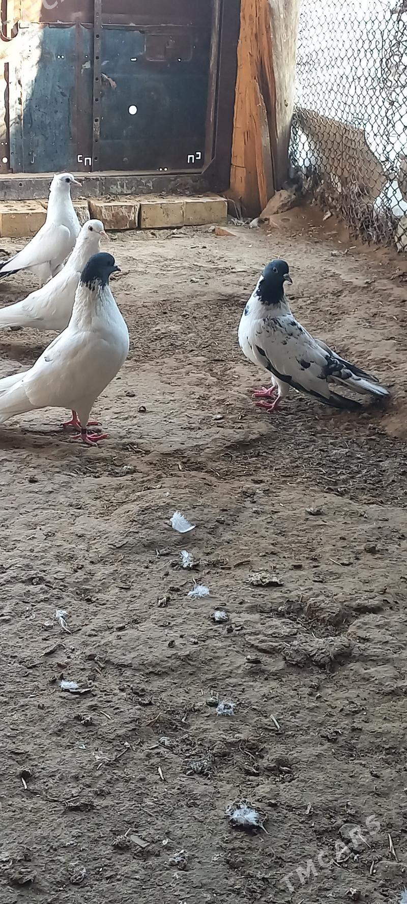 kepderi - Мары - img 3