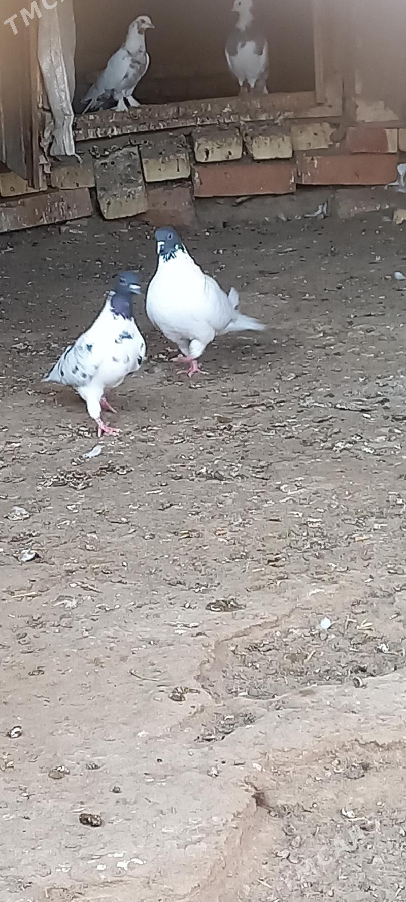 kepderi - Мары - img 2