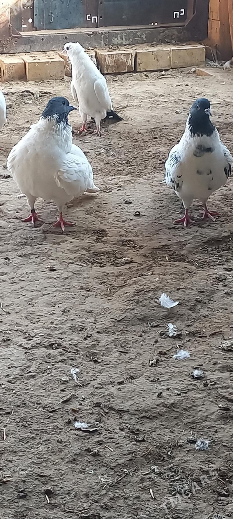 kepderi - Мары - img 6