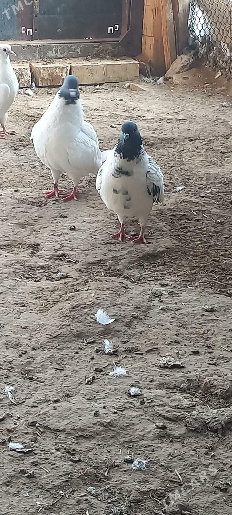 kepderi - Мары - img 5