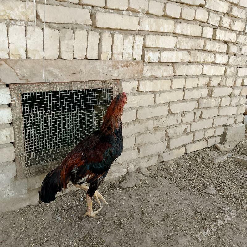 хораз - Türkmenabat - img 2