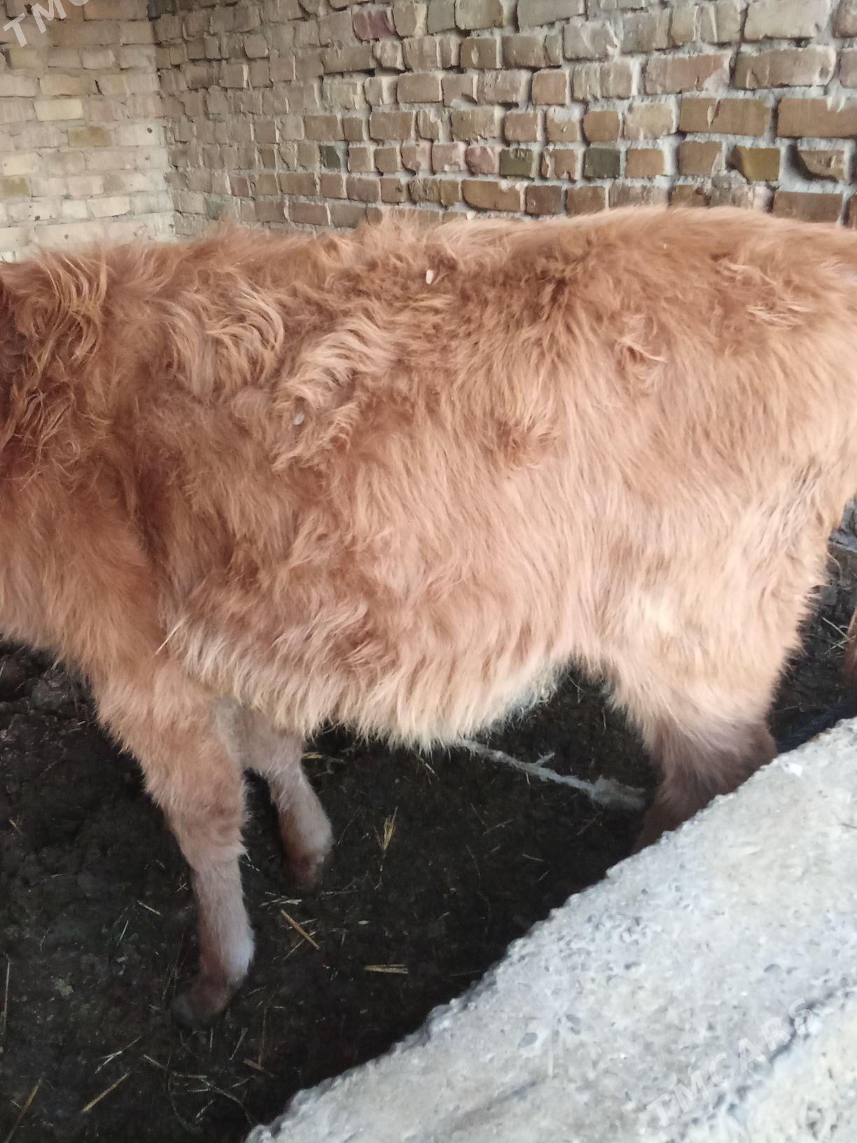 Gunajyn - Çärjew - img 2