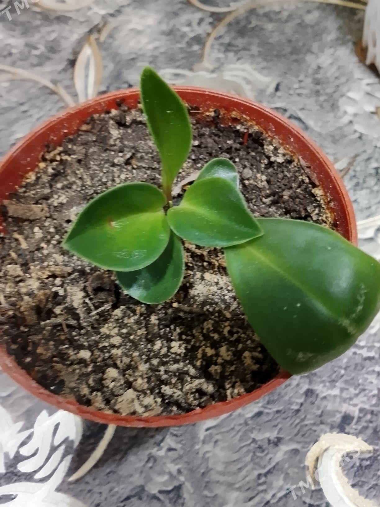 пеперомия - Balkanabat - img 2