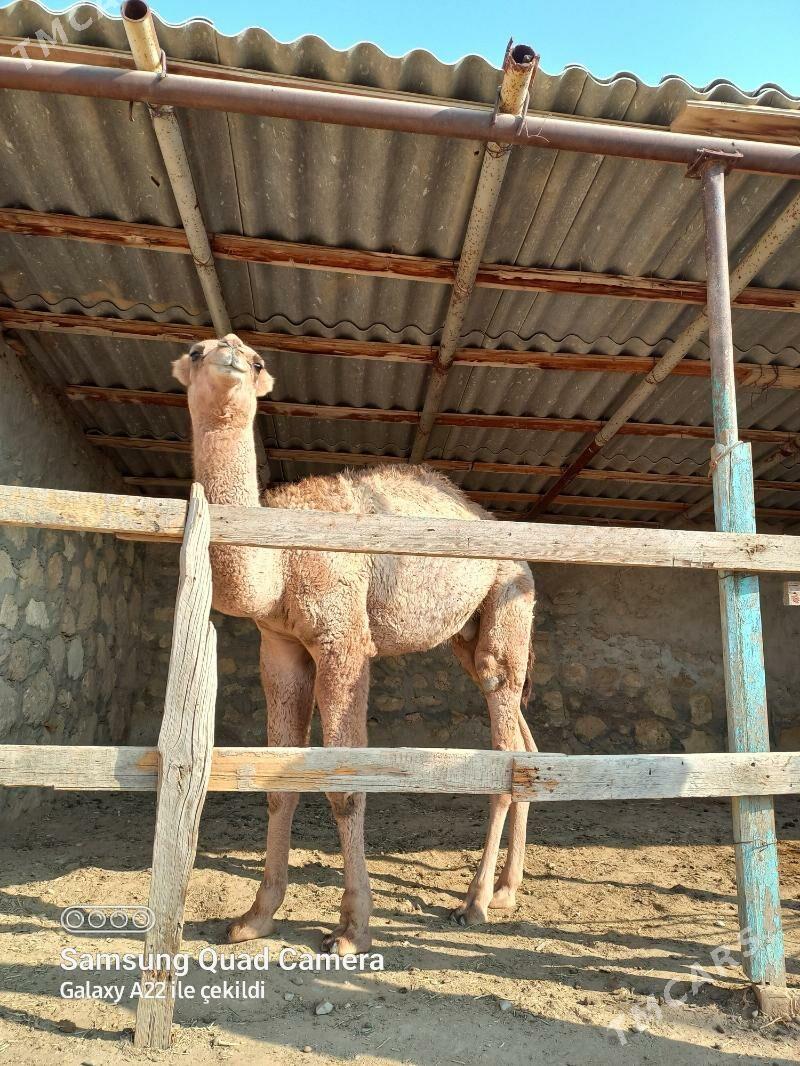 Ogşuk - Берекет - img 3