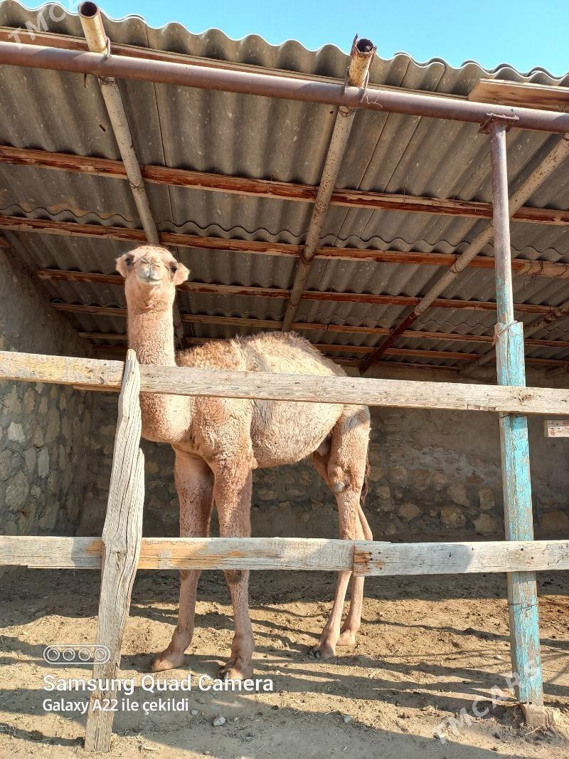 Ogşuk - Берекет - img 4