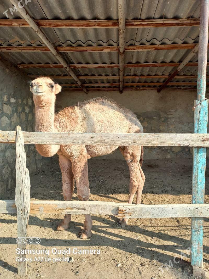 Ogşuk - Берекет - img 2