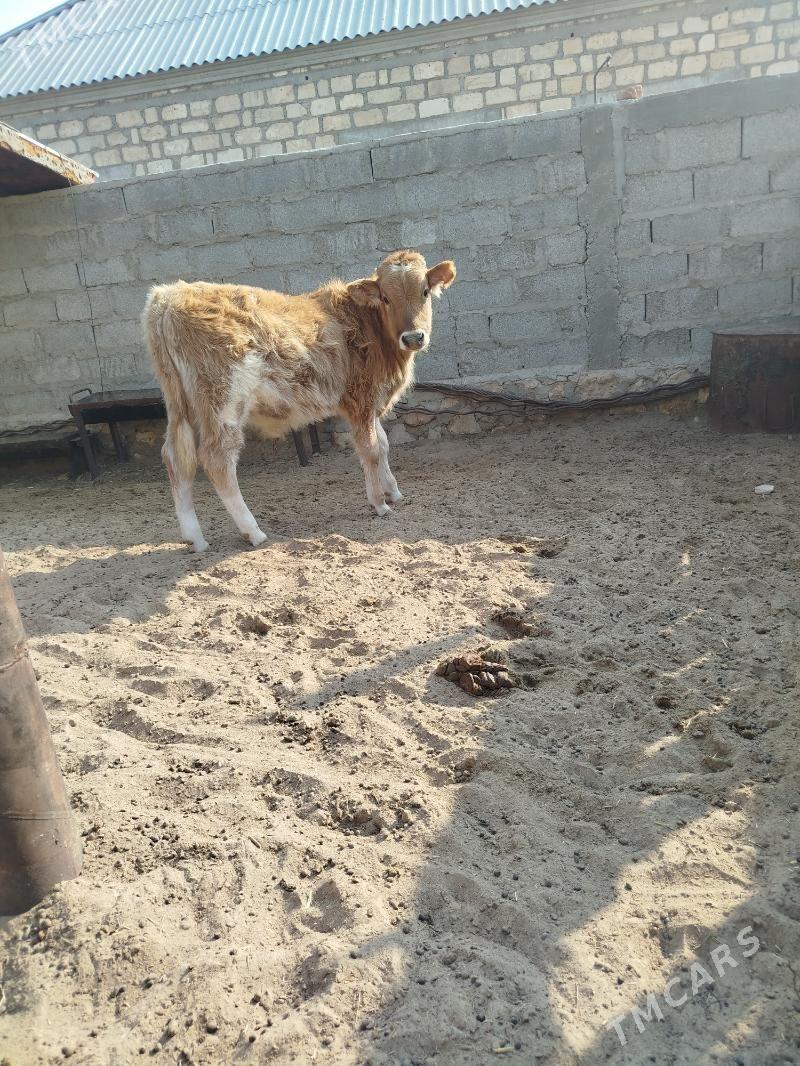 Gole - Bereket - img 1