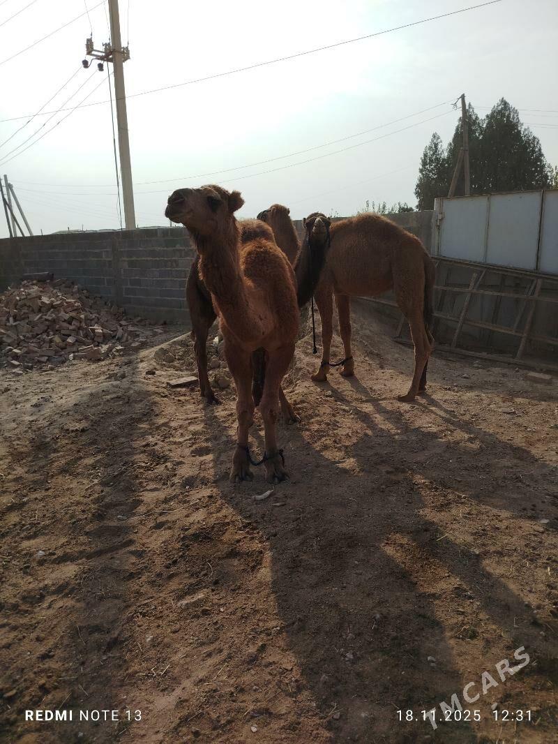 ogsuk - Бахарден - img 3