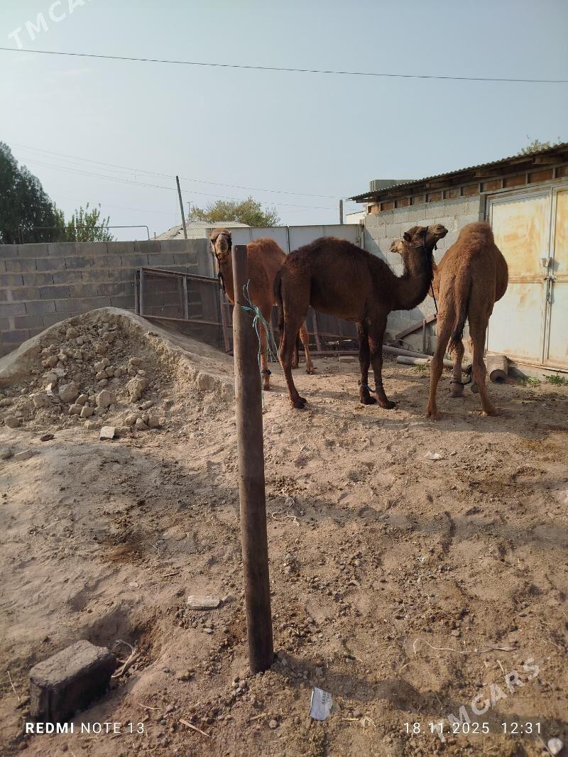 ogsuk - Бахарден - img 2