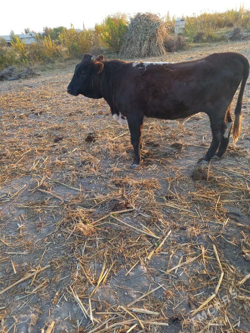 paroda okuz 1 yashynda - Köneürgenç - img 2