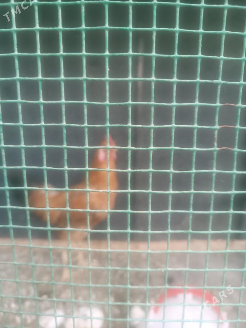 Taşkent horoz - Ak bugdaý etraby - img 3