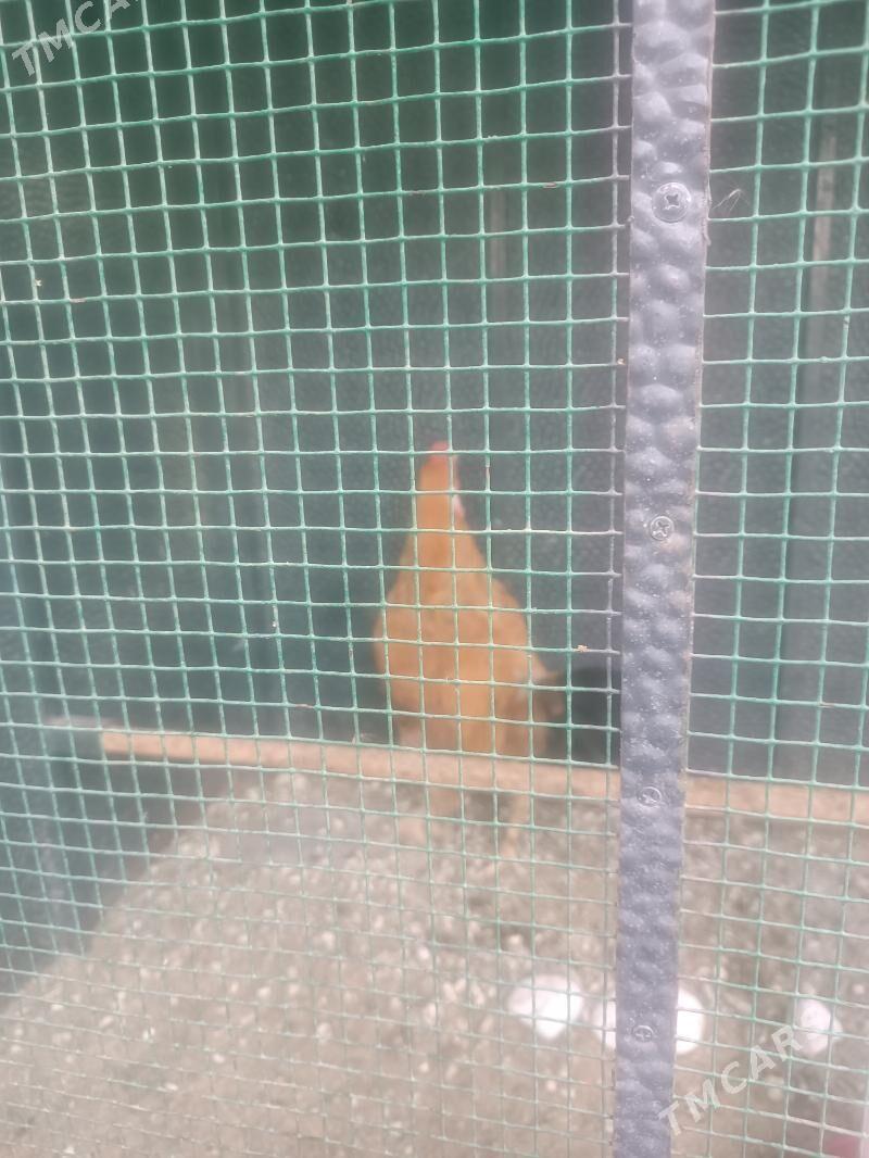 Taşkent horoz - Ak bugdaý etraby - img 2