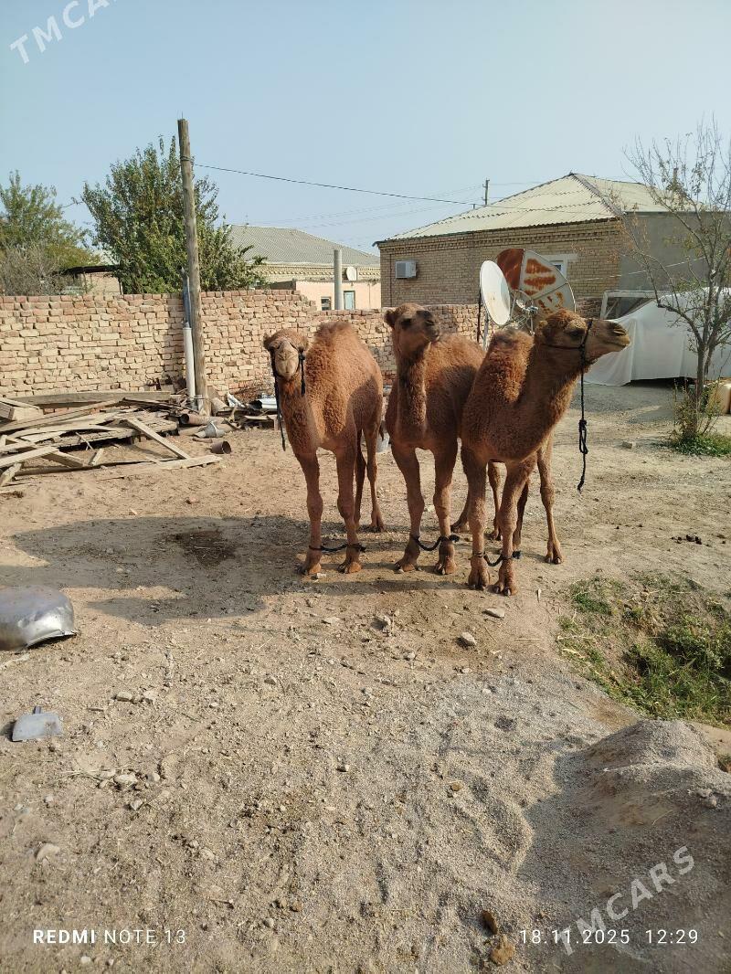 ogsuk - Bäherden - img 3