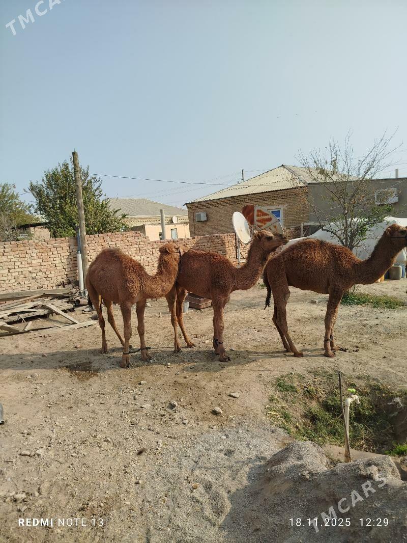 ogsuk - Bäherden - img 2