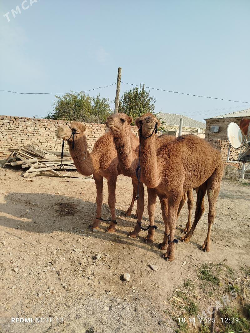 ogsuk - Bäherden - img 1