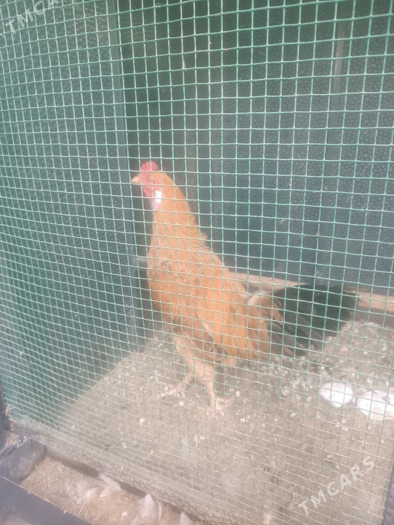 Taşkent horoz - Ak bugdaý etraby - img 1